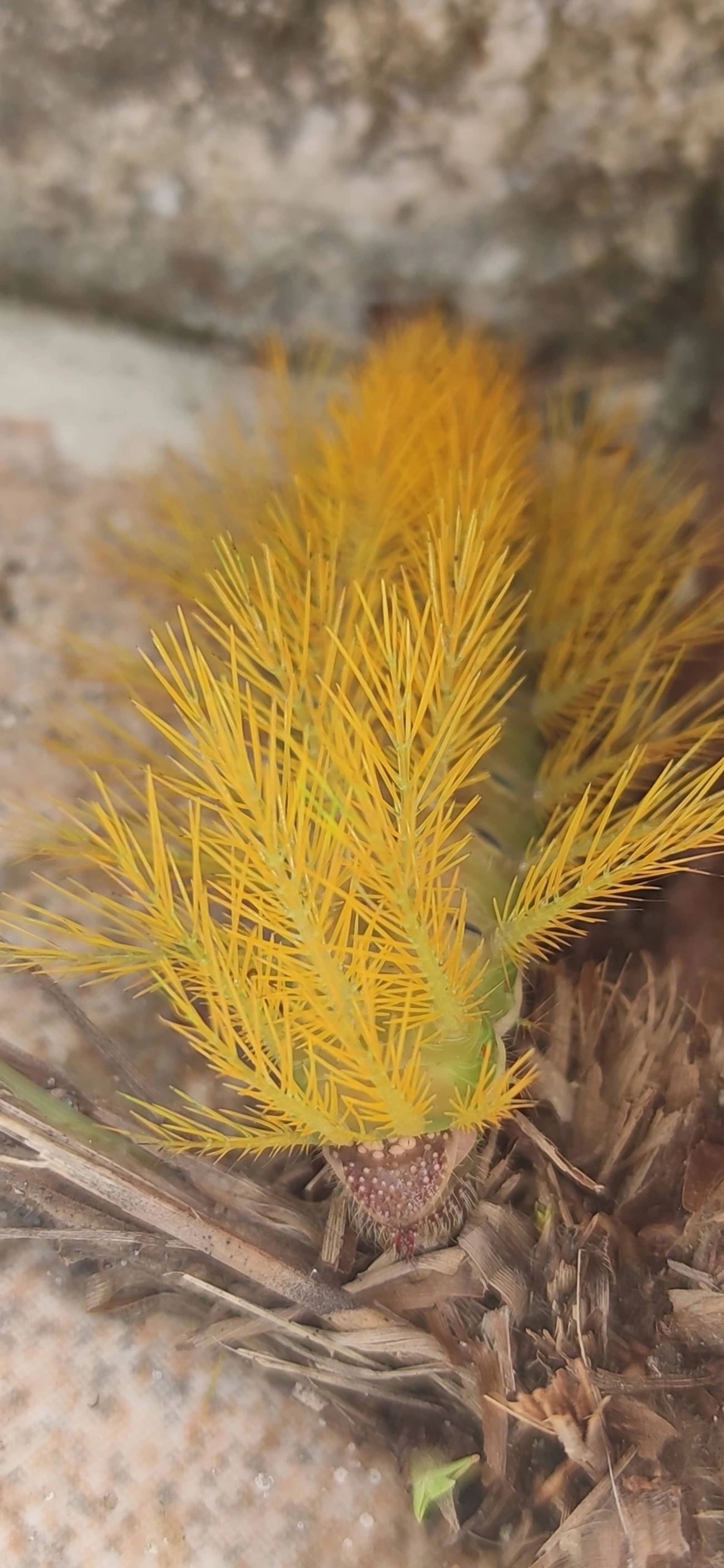 Hemileucinae, insetos, fotografado em Indaiá, Caraguatatuba