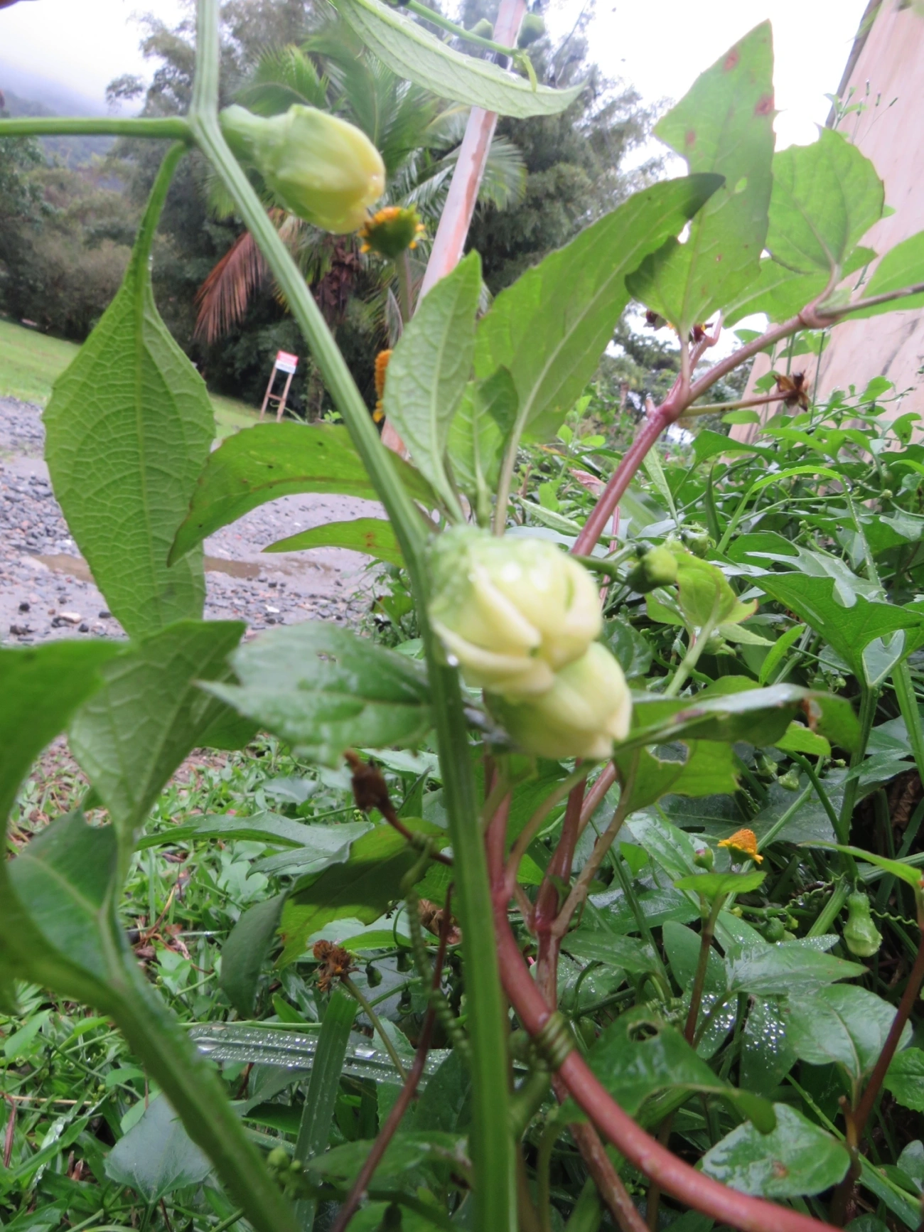 Melões (Cucurbitaceae), plantas, fotografado em Maresias, São Sebastião