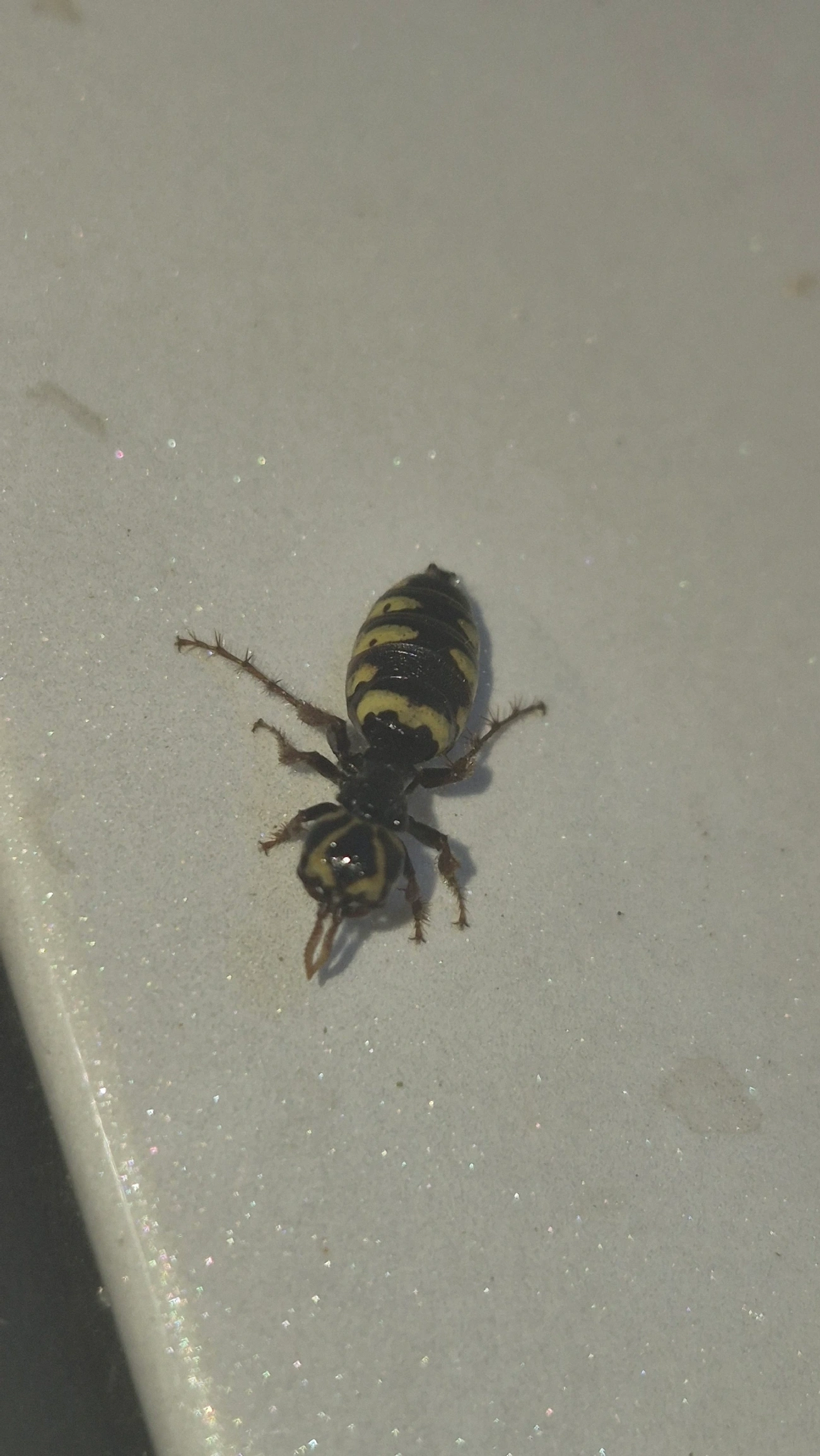 Thynnidae, insetos, fotografado em Maresias, São Sebastião