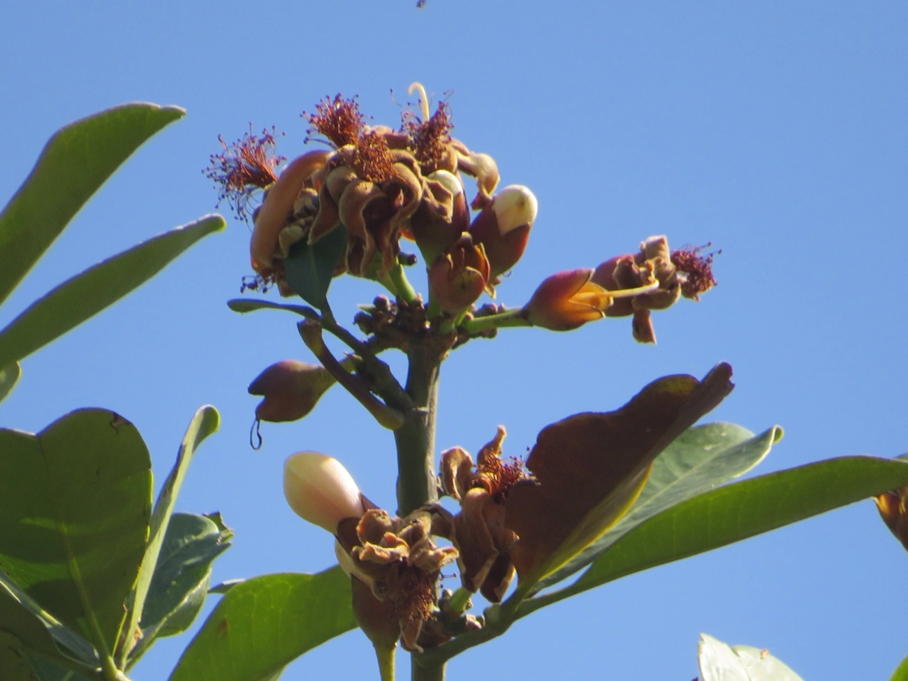 Bombacoideae, plantas, fotografado em Maresias, São Sebastião