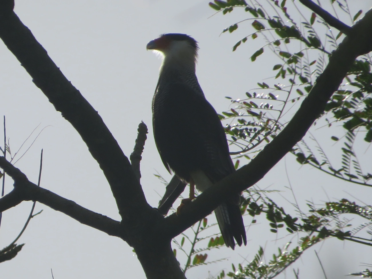 Carcará (Caracara plancus), aves, fotografado em Maresias, São Sebastião
