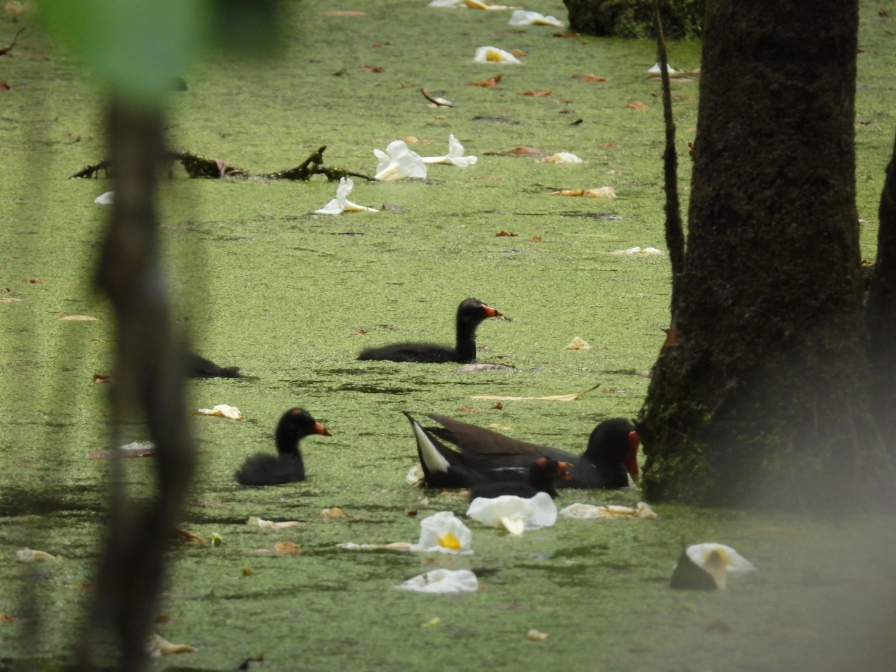 Frango-d'água-comum (Gallinula galeata), aves, fotografado em Maresias, São Sebastião