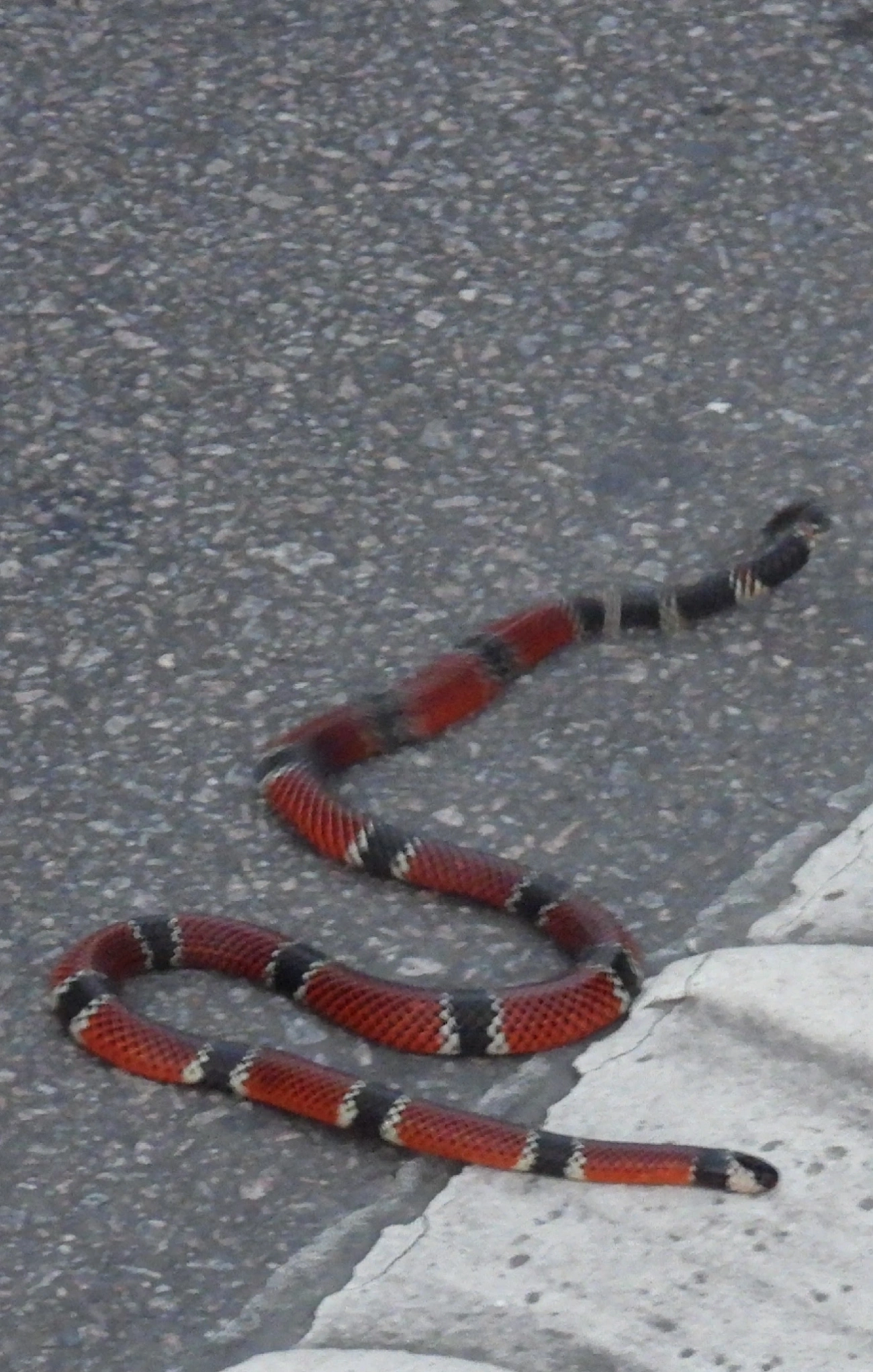Coral-de-Colar-Branco (Micrurus corallinus), répteis, fotografado em Maresias, São Sebastião