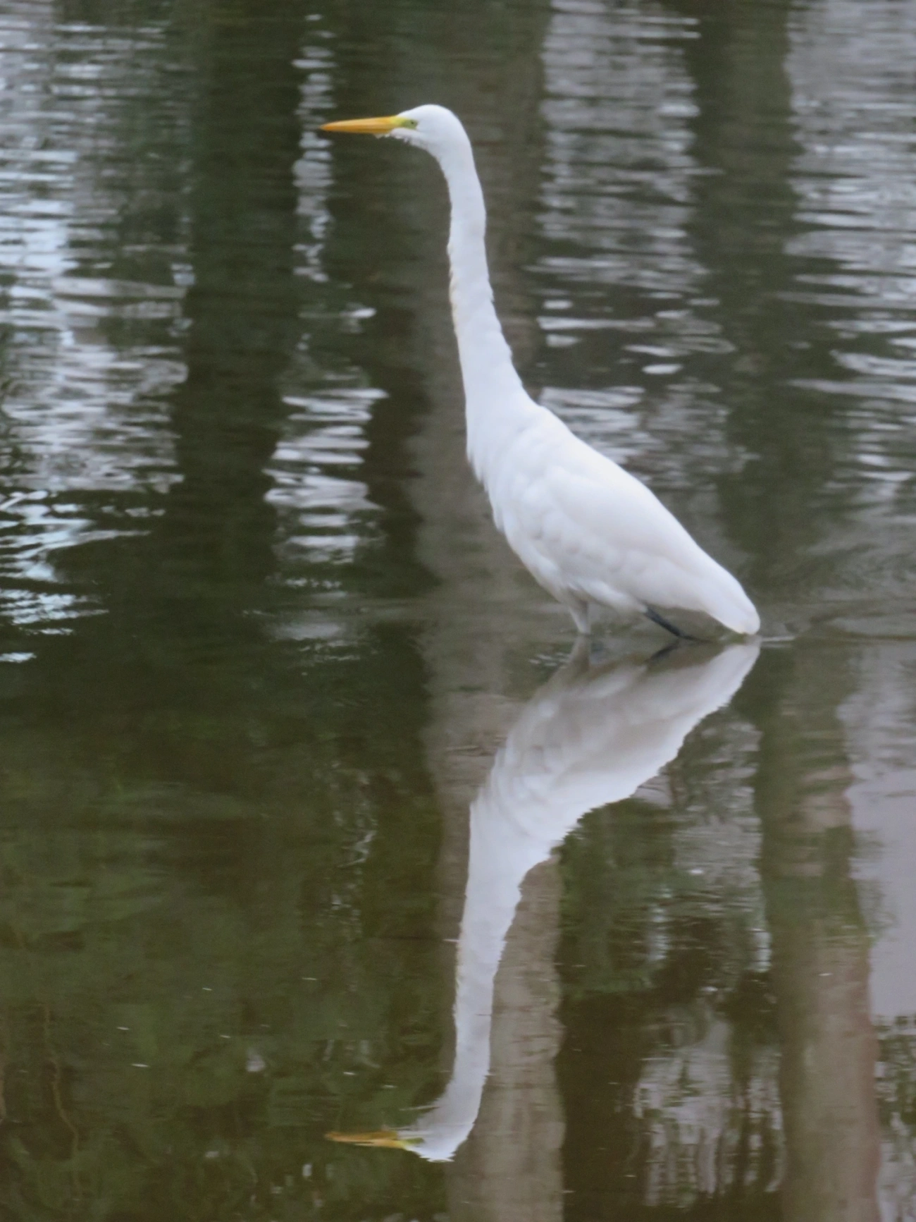 Garça-branca-grande (Ardea alba), aves, fotografado em Indaiá, Caraguatatuba