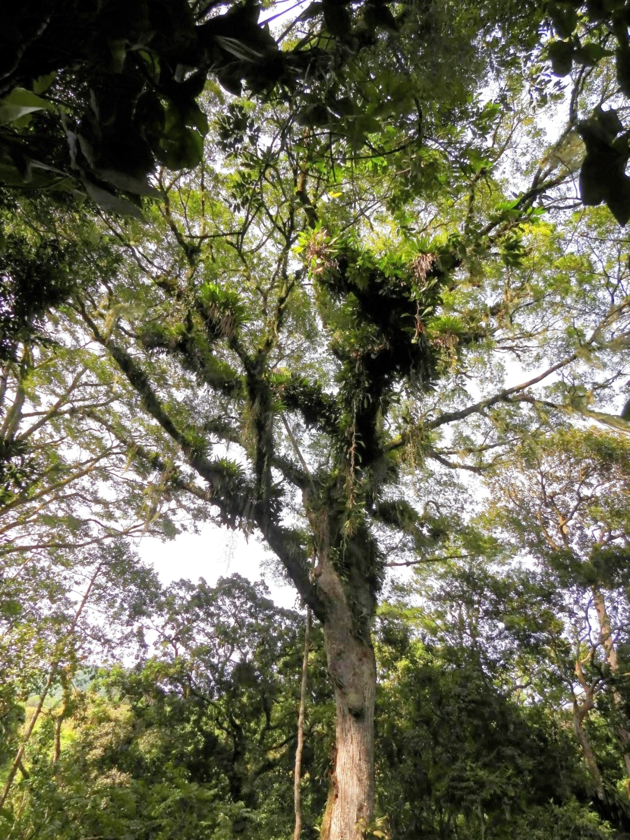 Jequitibá-rosa (Cariniana legalis), plantas, fotografado em São Sebastião