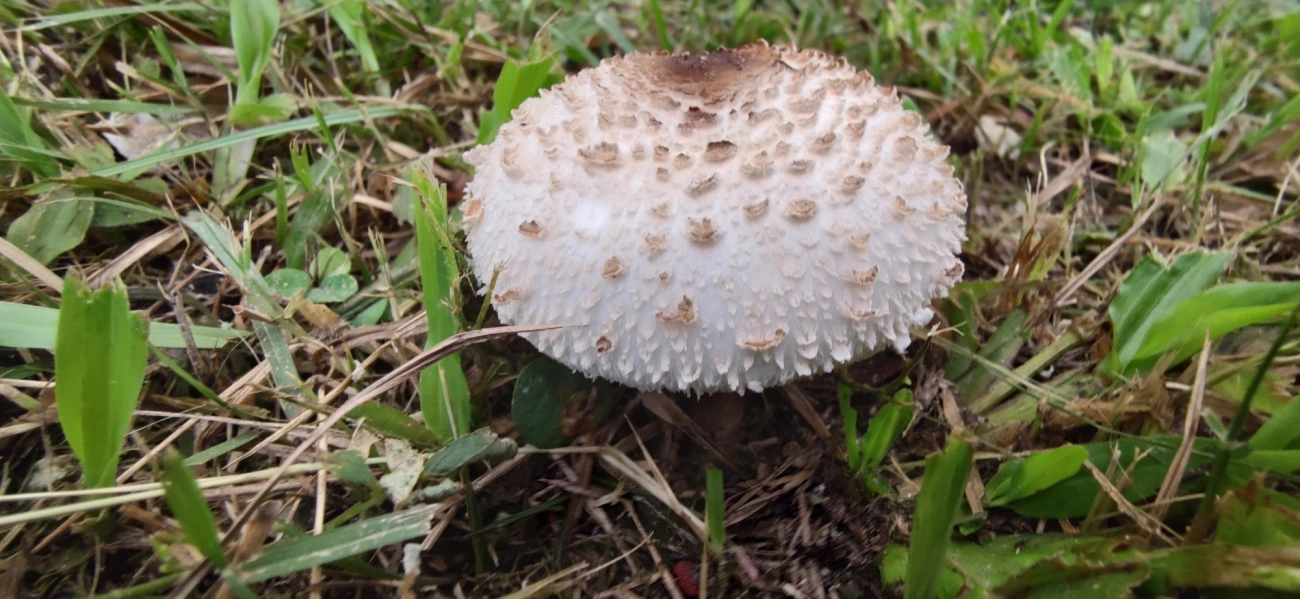 Falso guarda-sol (Chlorophyllum molybdites), fungos, fotografado em Maresias, São Sebastião