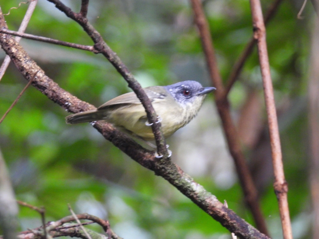 Choquinha-de-peito-pintado (Dysithamnus stictothorax), aves, fotografado em São Paulo