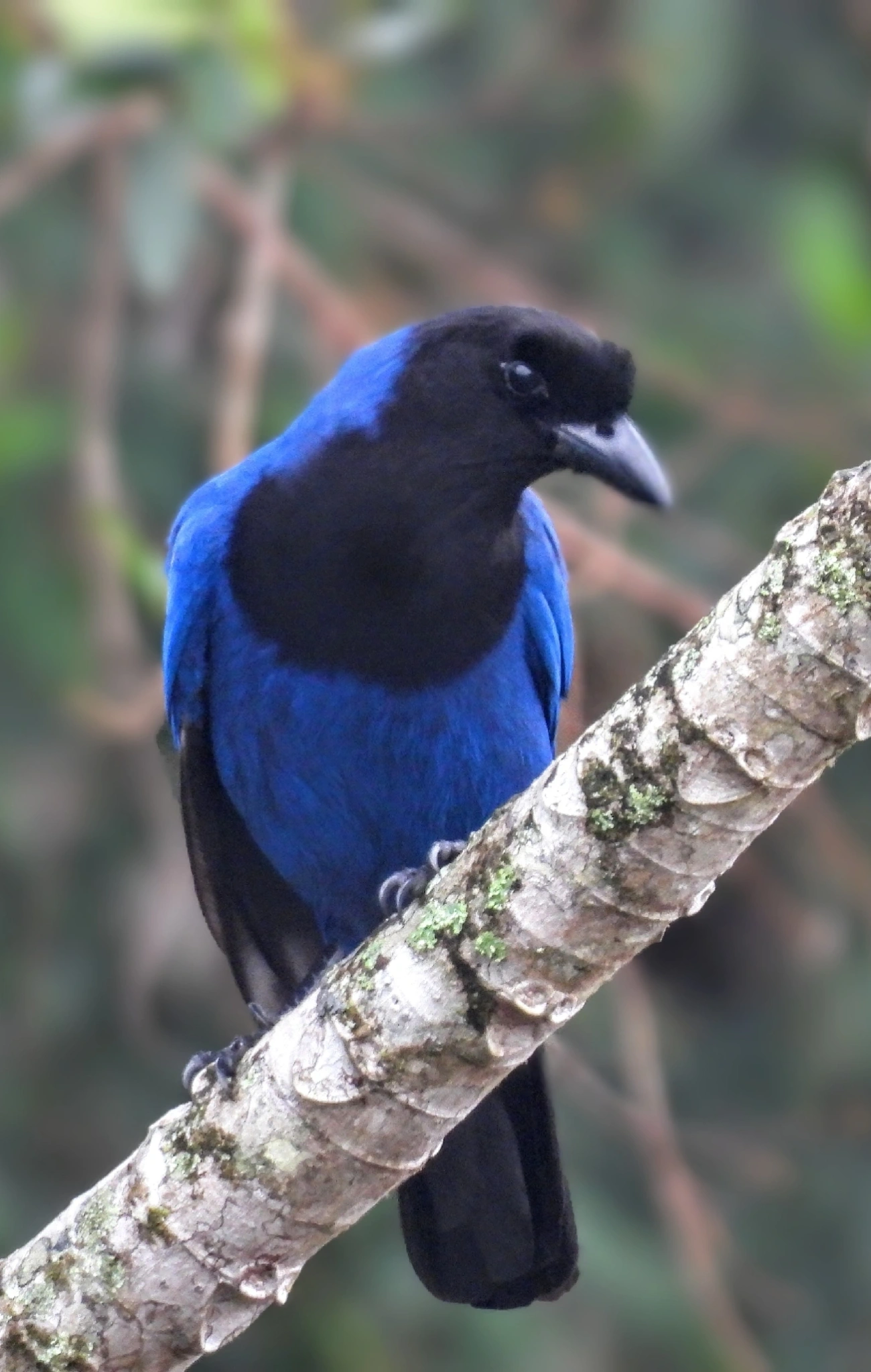 Gralha-azul (Cyanocorax caeruleus), aves, fotografado em Cananéia