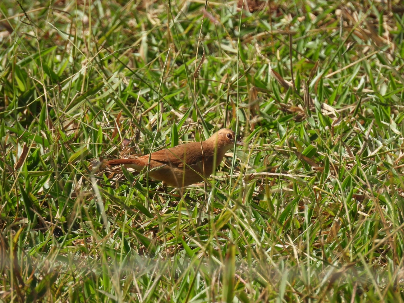 João-de-barro (Furnarius rufus), aves, fotografado em Rua Coronel João Leme, Bragança Paulista