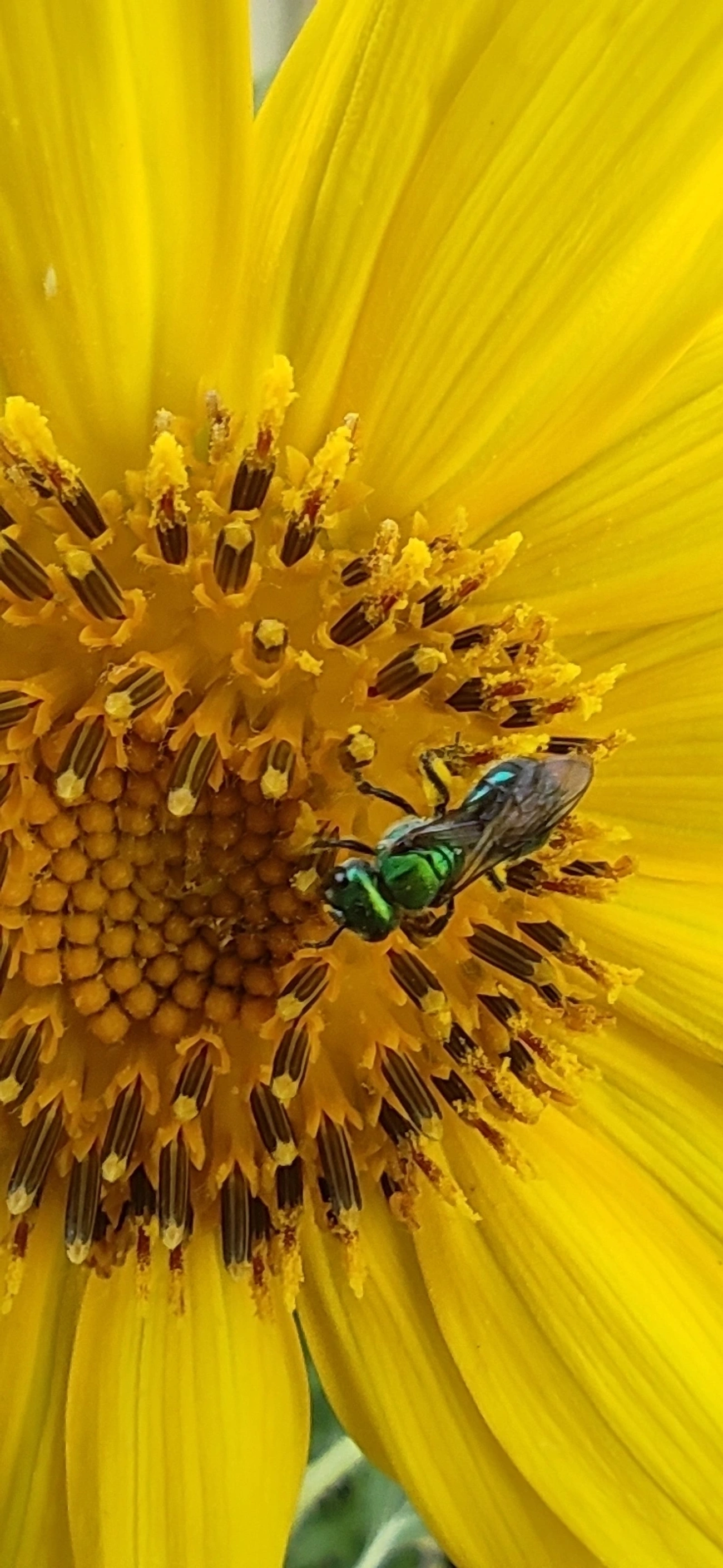 Augochlora, insetos, fotografado em Maresias, São Sebastião