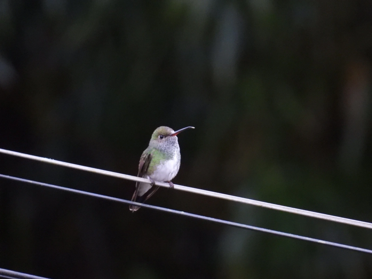 Chionomesa, aves, fotografado em Maresias, São Sebastião