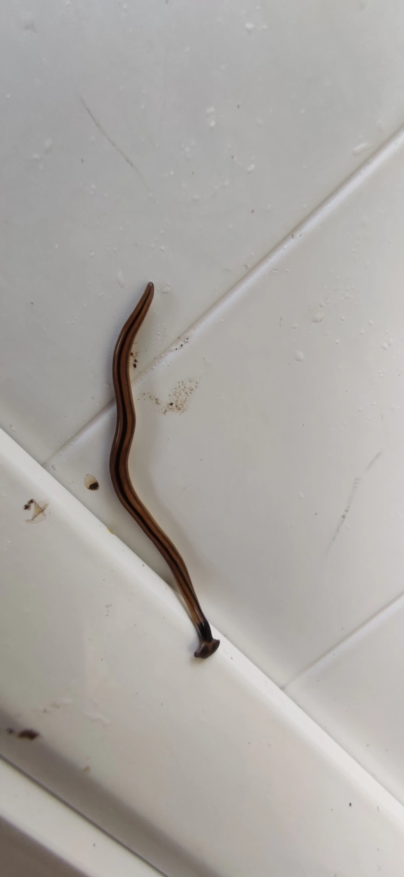 Planária-cabeça-de-martelo (Bipalium vagum), outros, fotografado em Maresias, São Sebastião