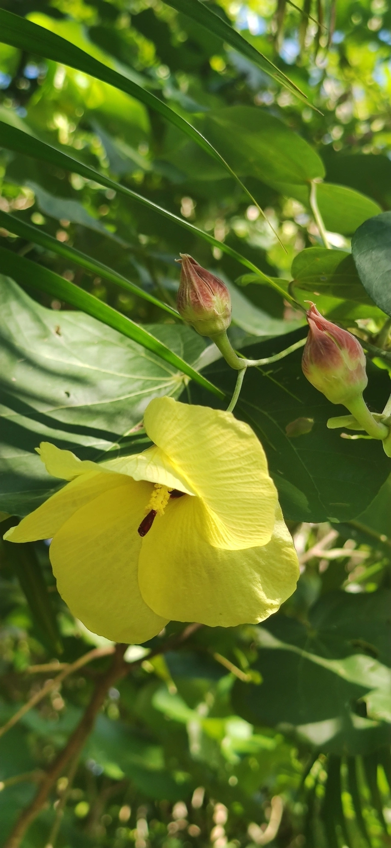 Algodoeiro-da-praia (Hibiscus tiliaceus), plantas, fotografado em Maresias, São Sebastião