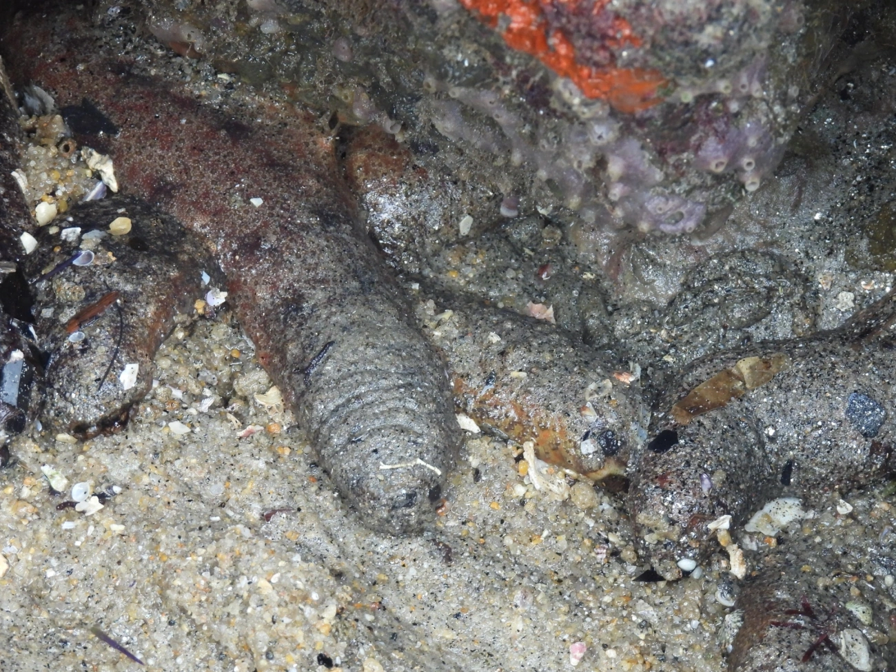 Pepino-do-mar-da-Flórida (Holothuria grisea), equinodermos, fotografado em Maresias, São Sebastião