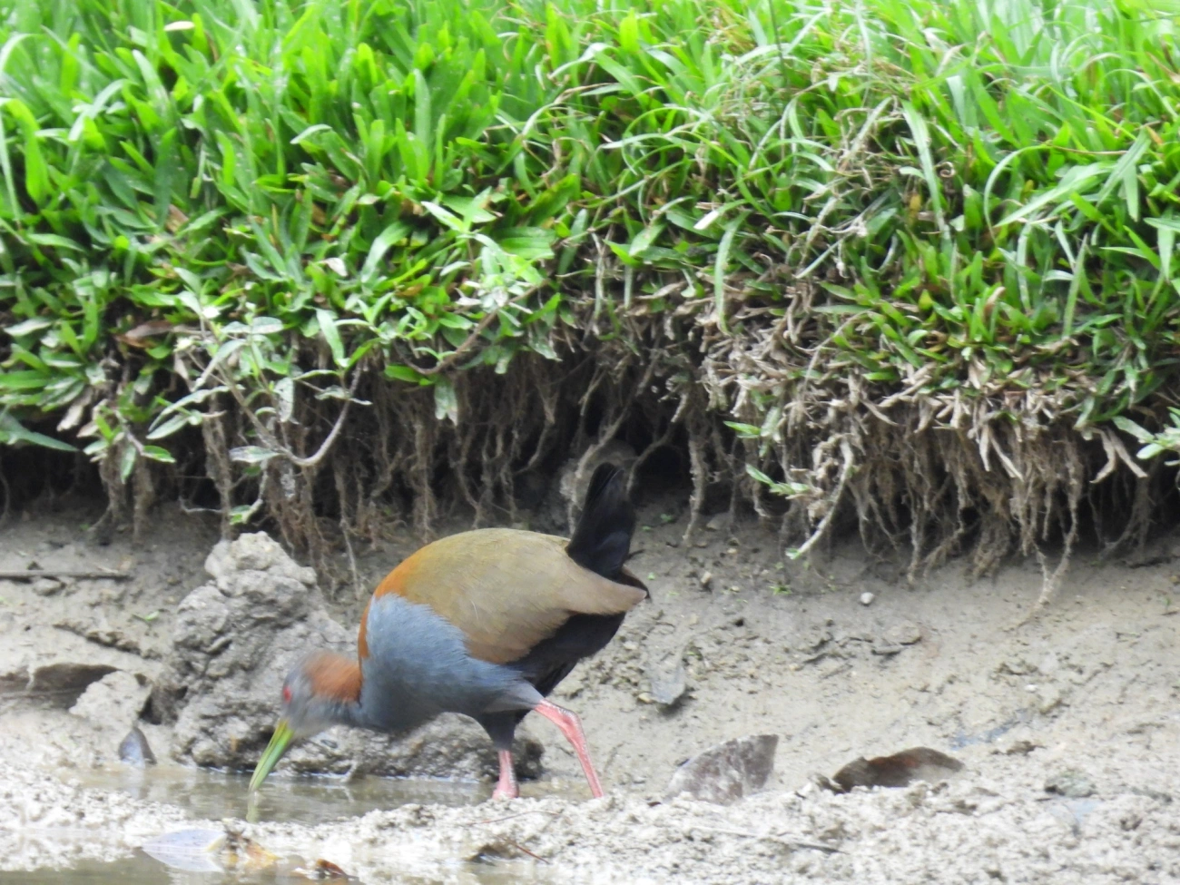 Saracura-do-mato (Aramides saracura), aves, fotografado em Santa Isabel