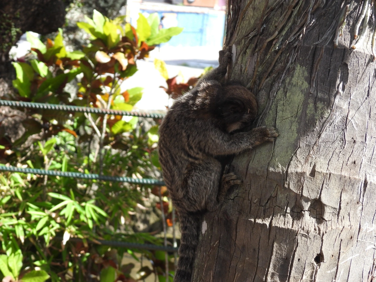 Mico-estrela (Callithrix penicillata), mamíferos, fotografado em Perequê, Ilhabela