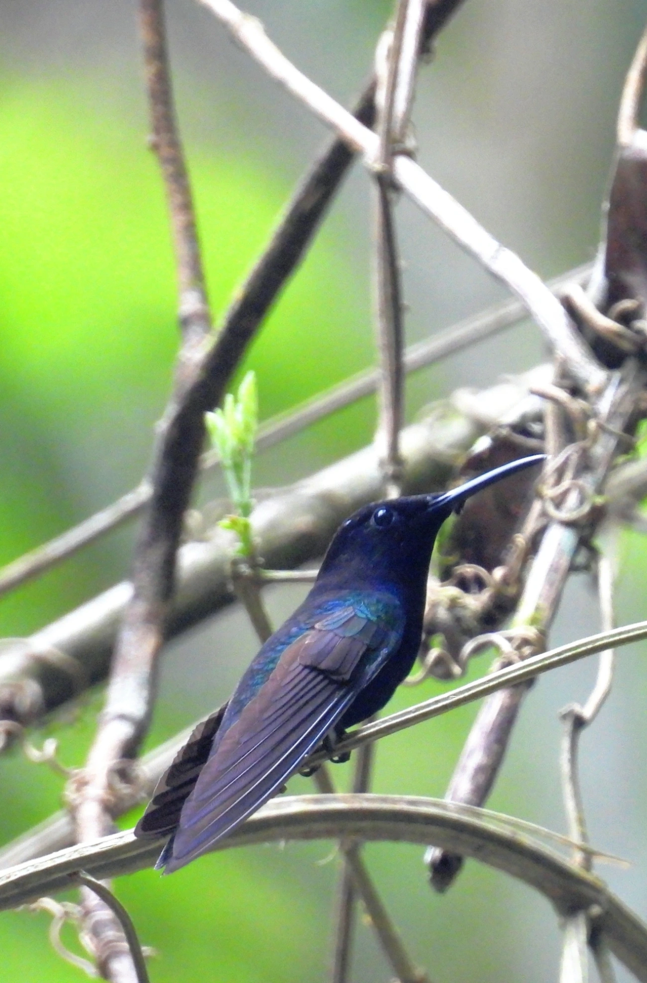 Beija-flor-preto (Florisuga fusca), aves, fotografado em Maresias, São Sebastião