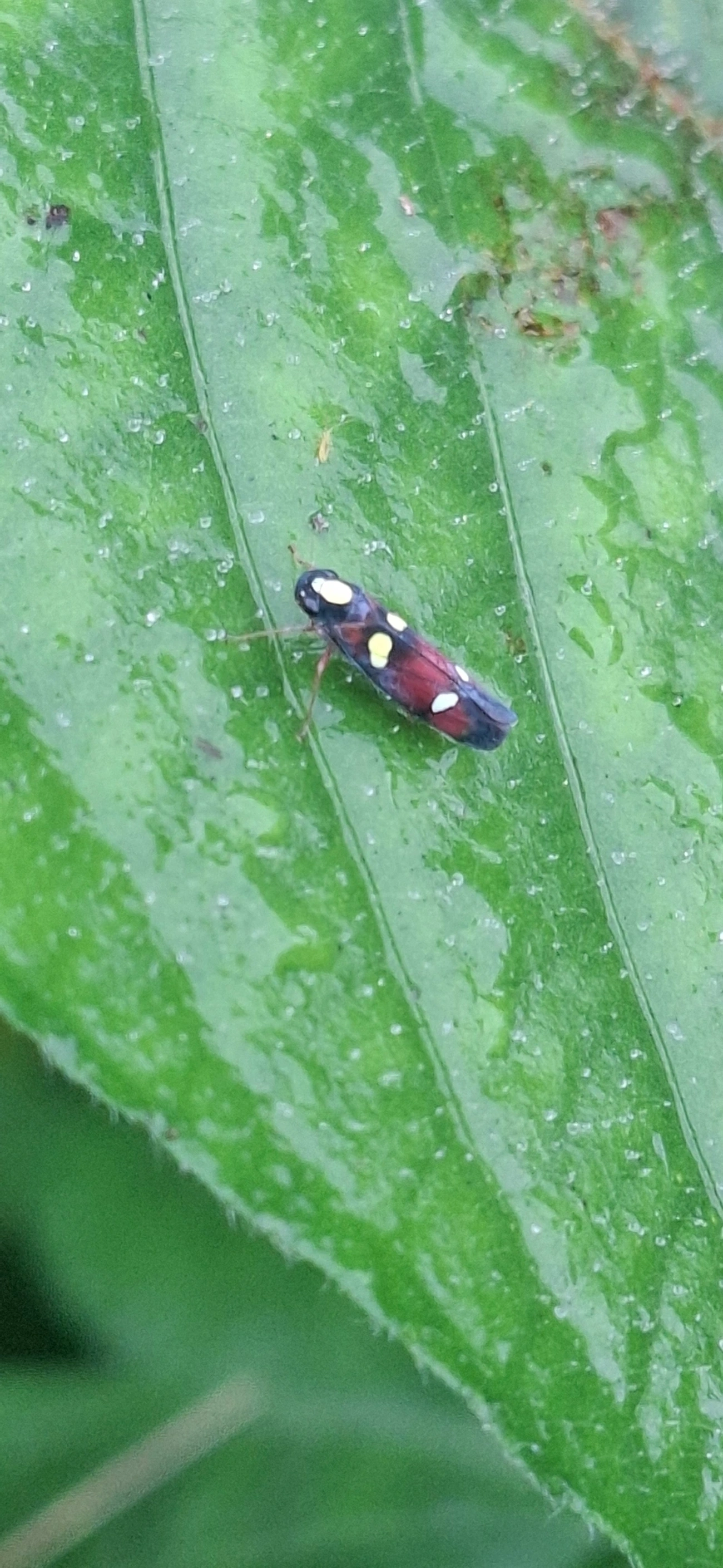 Cigarrinha (Erythrogonia hertha), insetos, fotografado em Maresias, São Sebastião