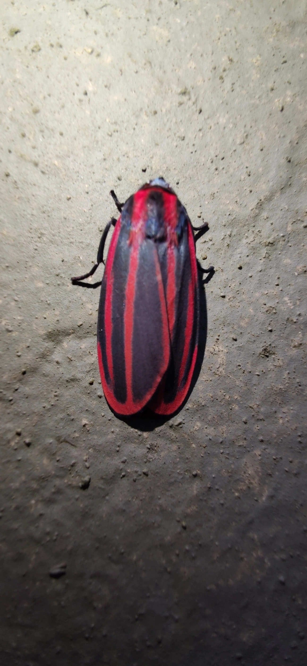 Cissura decora, insetos, fotografado em Maresias, São Sebastião