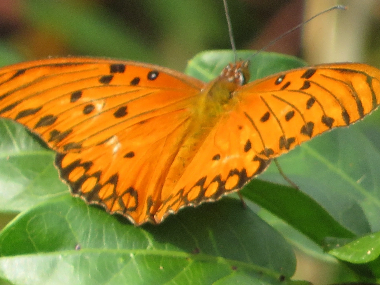 Borboleta-paixão (Dione vanillae), insetos, fotografado em Maresias, São Sebastião