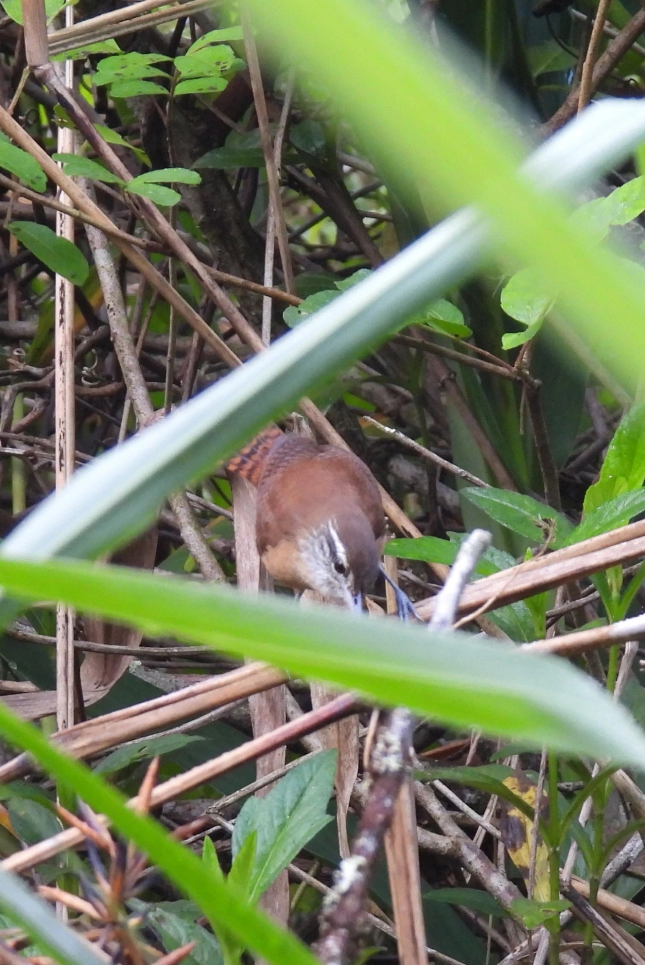 Garrinchão-de-bico-grande (Cantorchilus longirostris), aves, fotografado em Maresias, São Sebastião