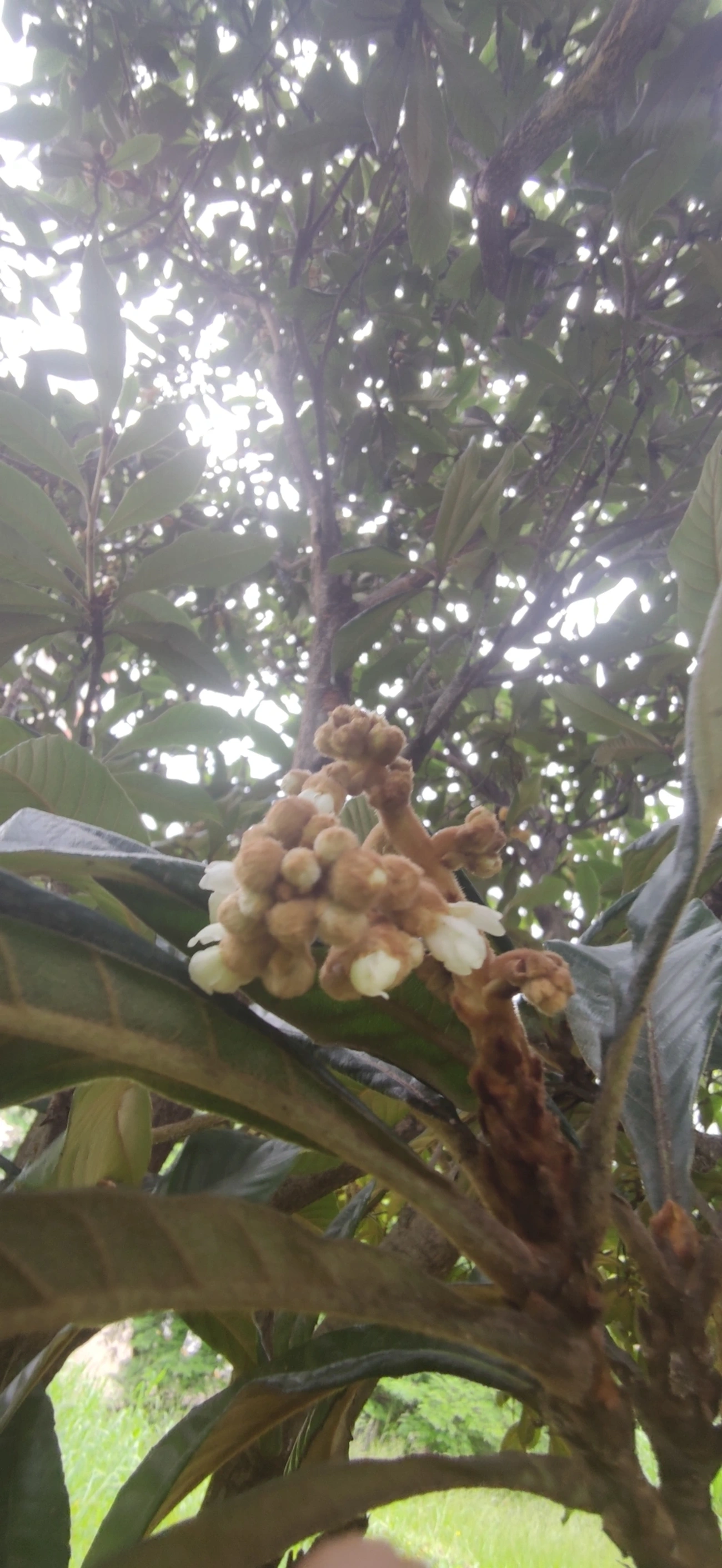 Nêspera (Eriobotrya japonica), plantas, fotografado em Vila Antonina, São Paulo