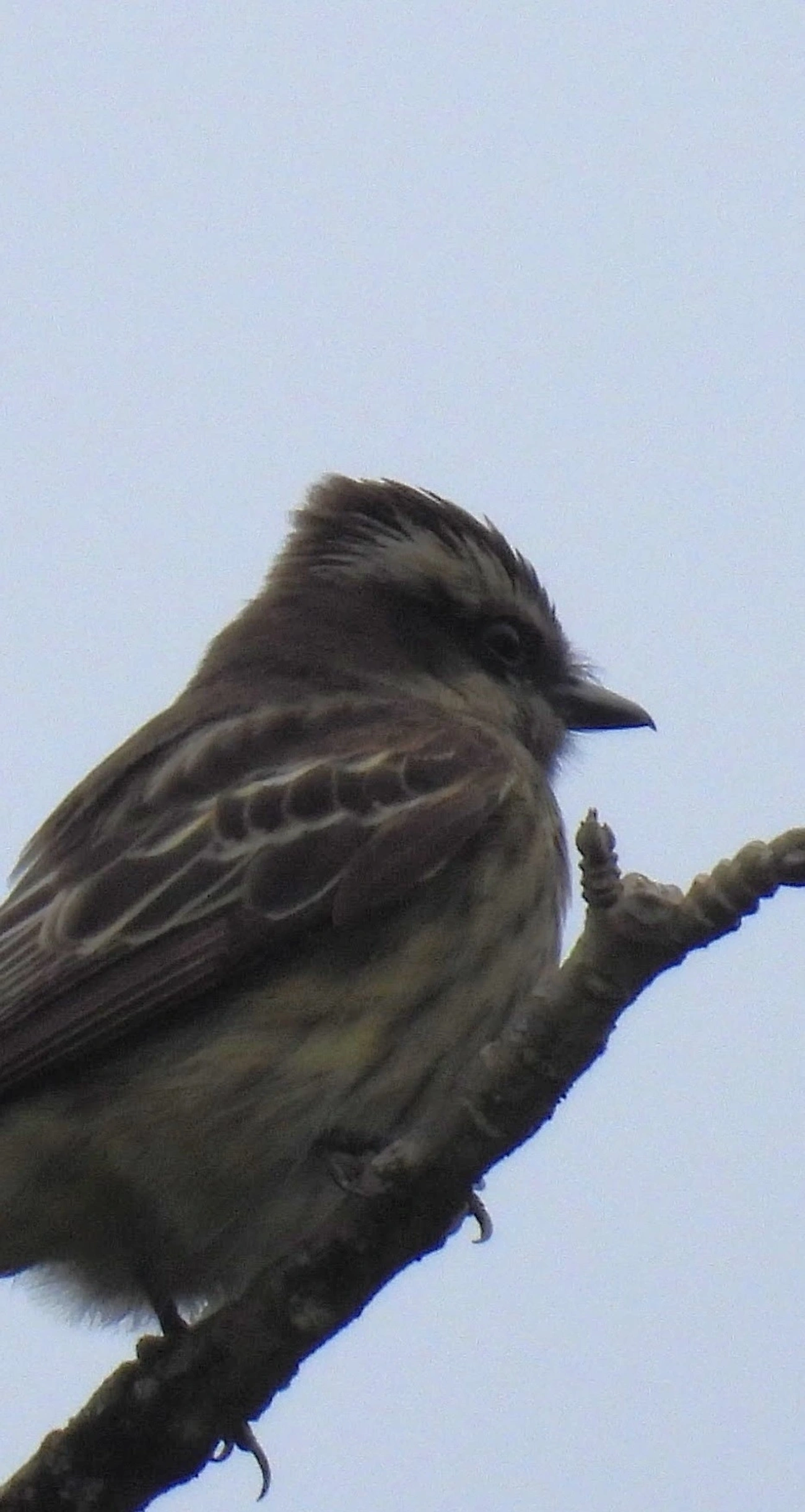 Peitica (Empidonomus varius), aves, fotografado em Santa Isabel