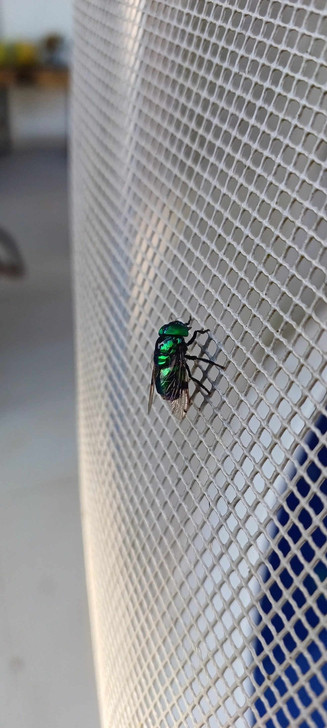 Mosca-das-flores (Ornidia major), insetos, fotografado em Maresias, São Sebastião