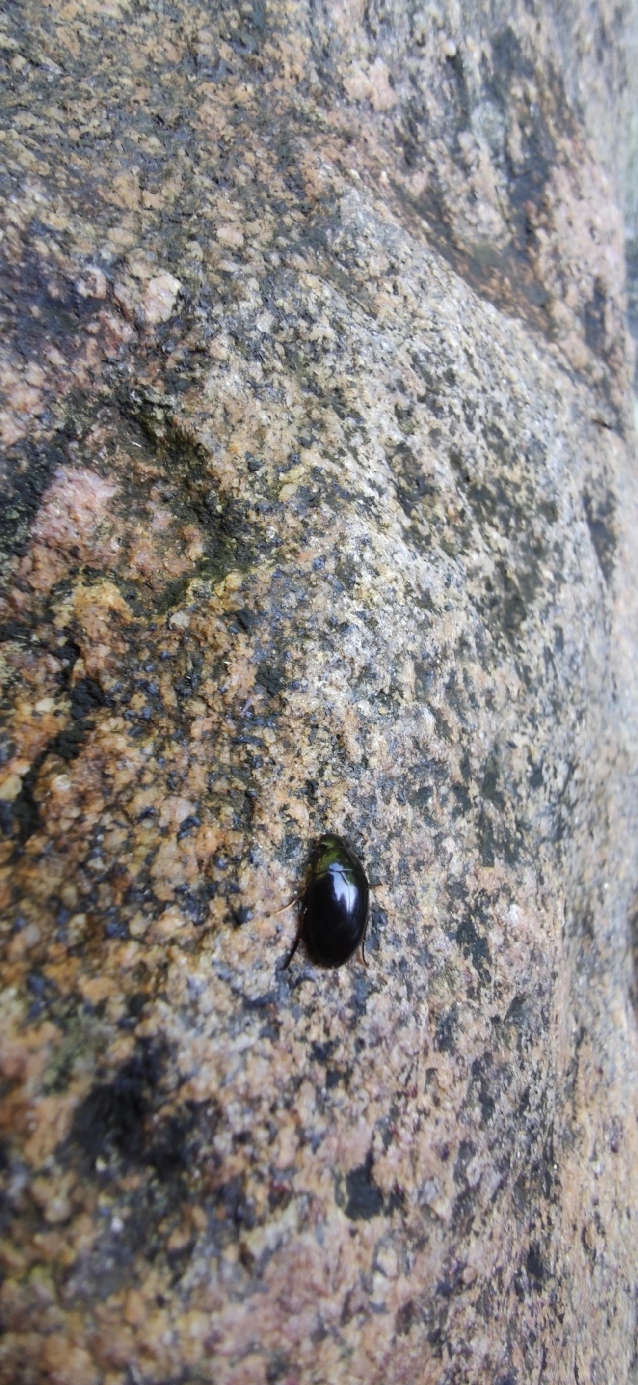 Tropisternus, insetos, fotografado em Maresias, São Sebastião