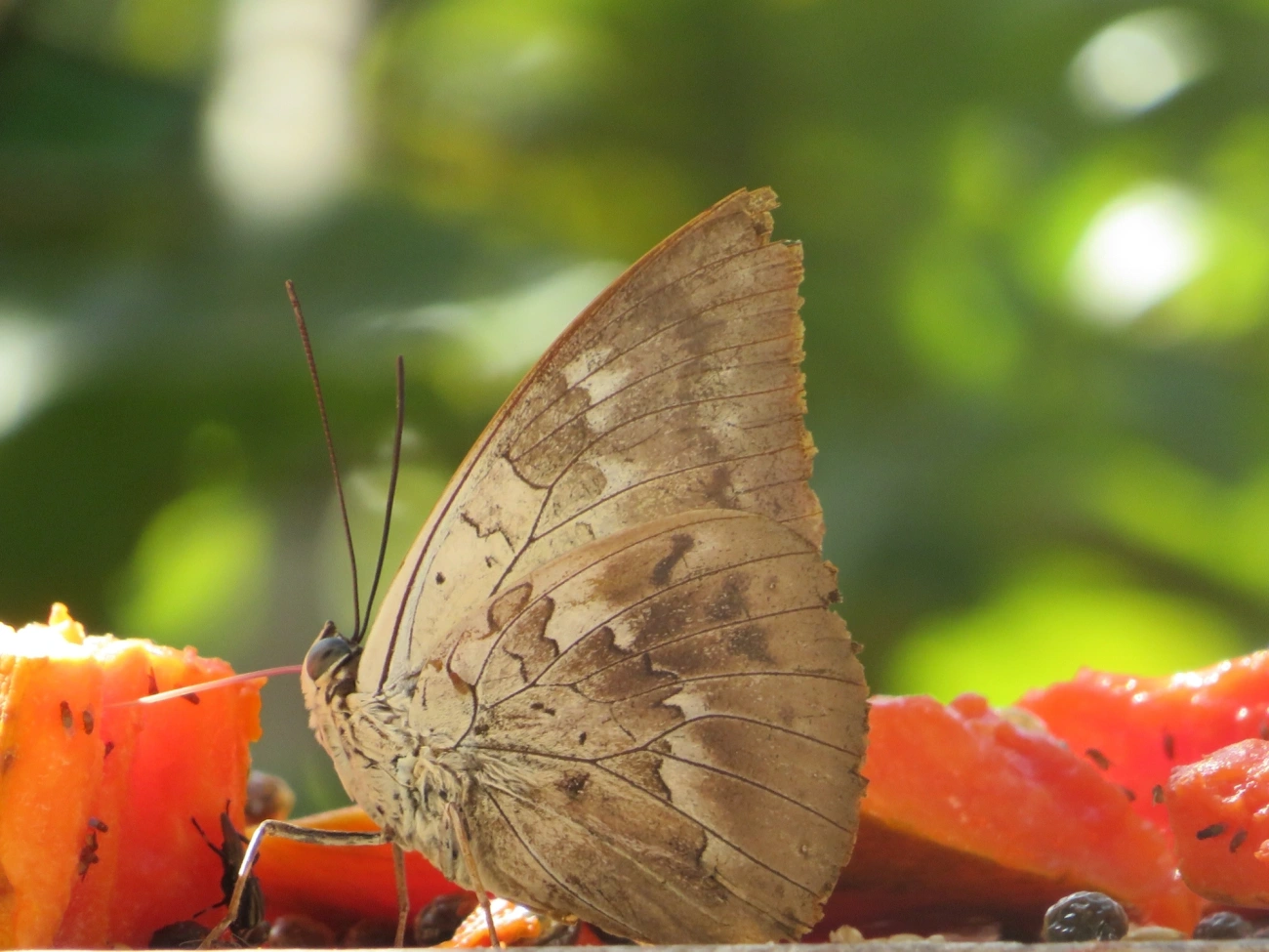 Prepona-de-um-ponto (Archaeoprepona demophon), insetos, fotografado em Maresias, São Sebastião