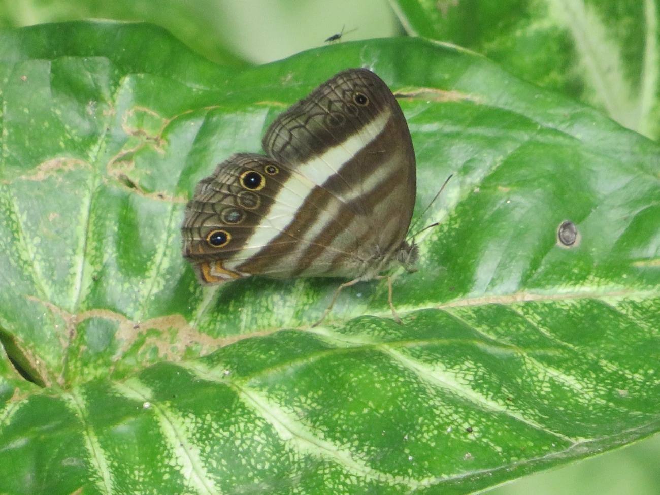 Pareuptychia summandosa, insetos, fotografado em Paúba, São Sebastião