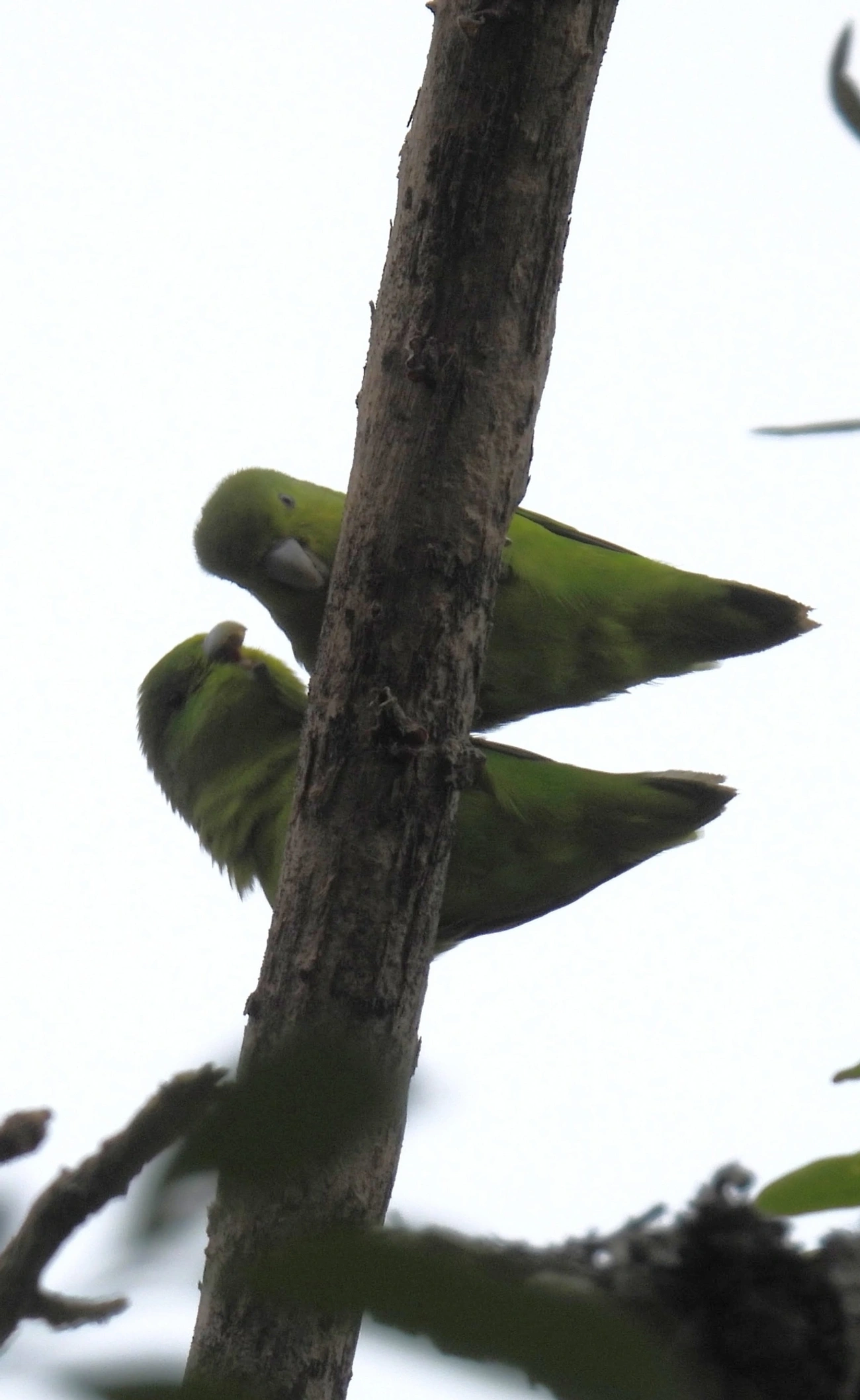 Tuim (Forpus xanthopterygius), aves, fotografado em Santa Isabel