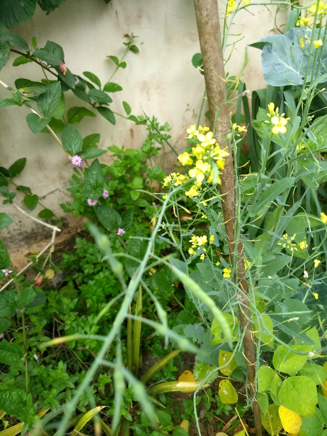Couve (Brassica oleracea), plantas, fotografado em Maresias, São Sebastião