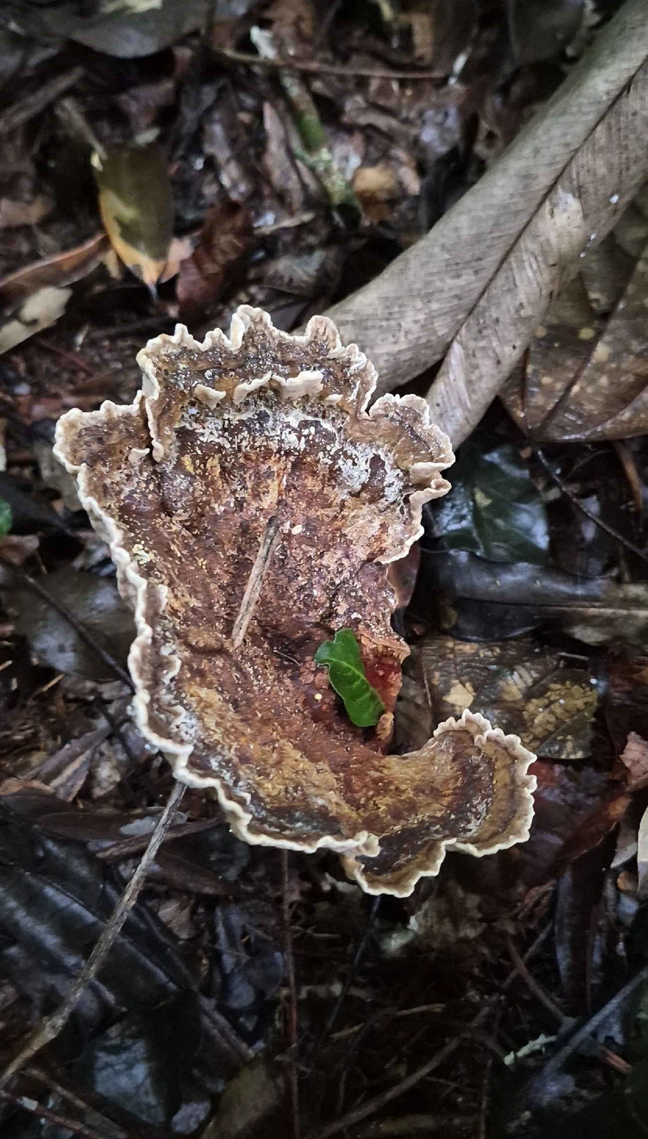 Cymatoderma dendriticum, fungos, fotografado em Maresias, São Sebastião