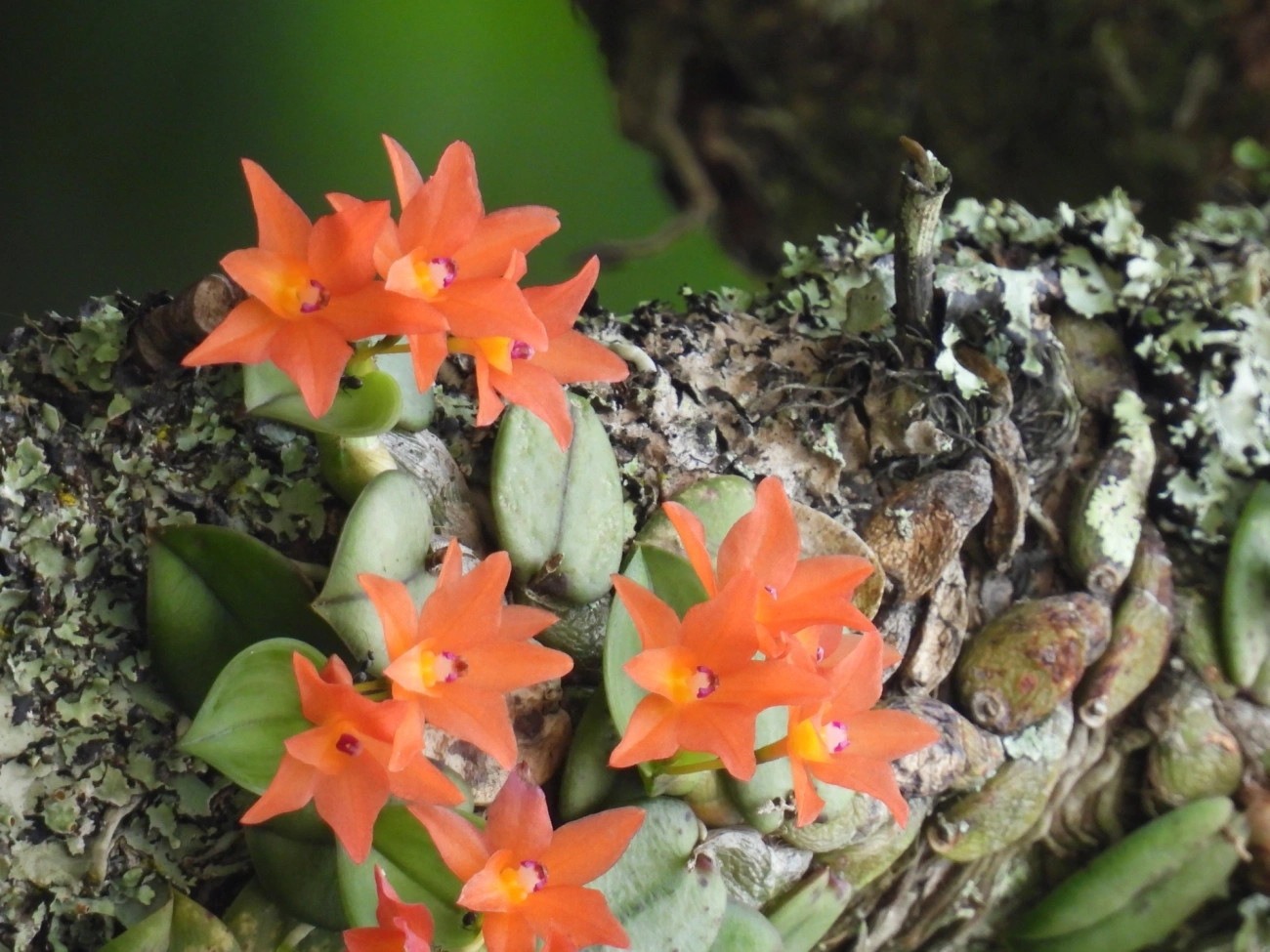 Catleia-cernua (Cattleya cernua), plantas, fotografado em Maresias, São Sebastião