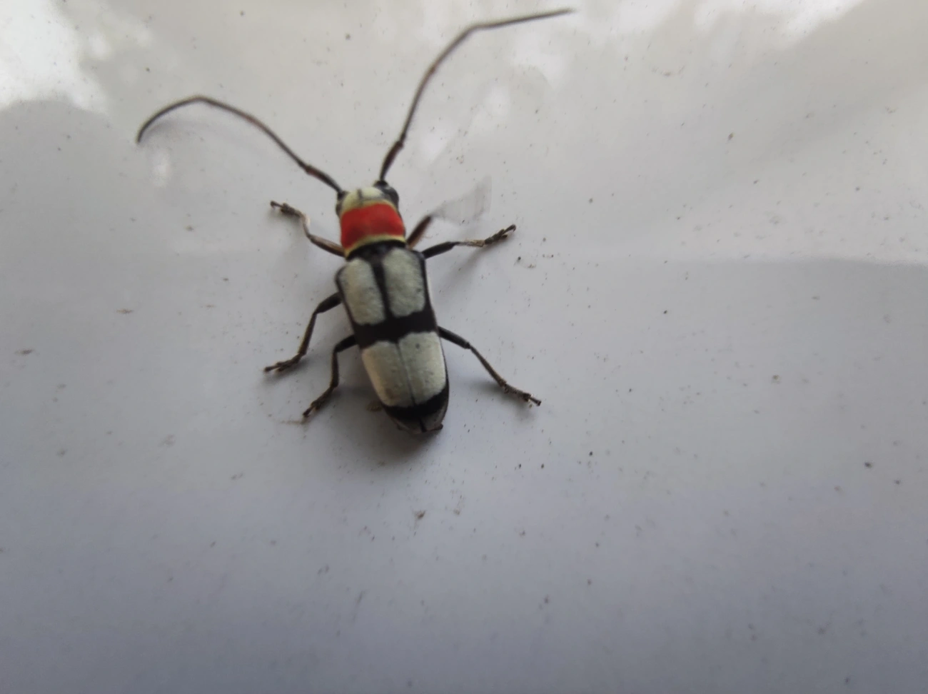 Pyrobolus clathratus, insetos, fotografado em Maresias, São Sebastião
