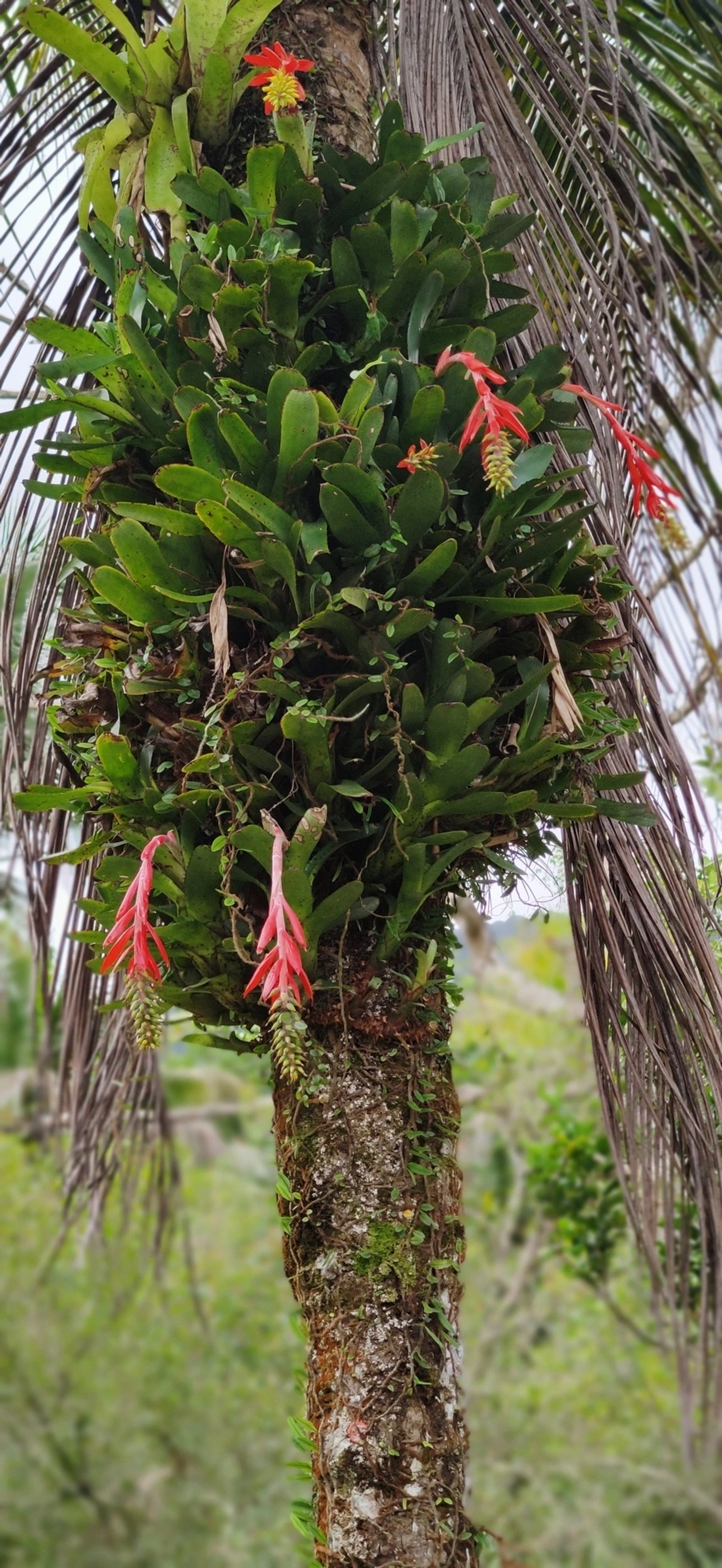 Chupa-chupa (Aechmea nudicaulis), plantas, fotografado em Maresias, São Sebastião