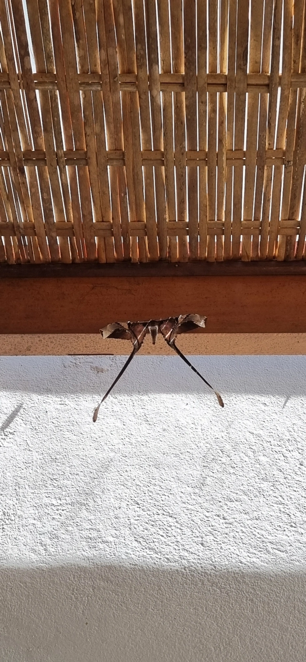 Copiopteryx, insetos, fotografado em Maresias, São Sebastião