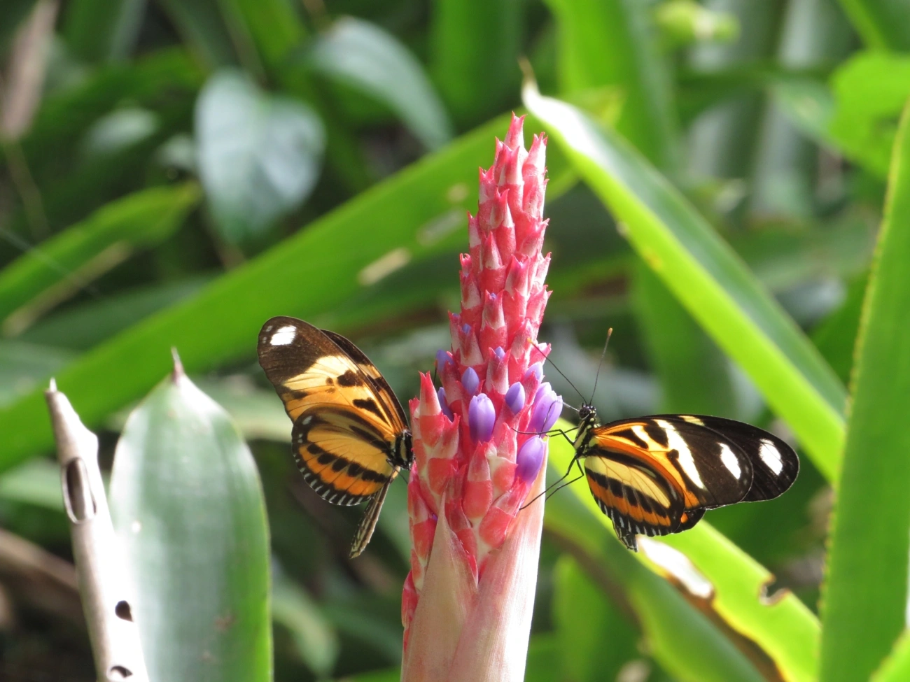 Maria-boba (Heliconius ethilla), insetos, fotografado em Maresias, São Sebastião