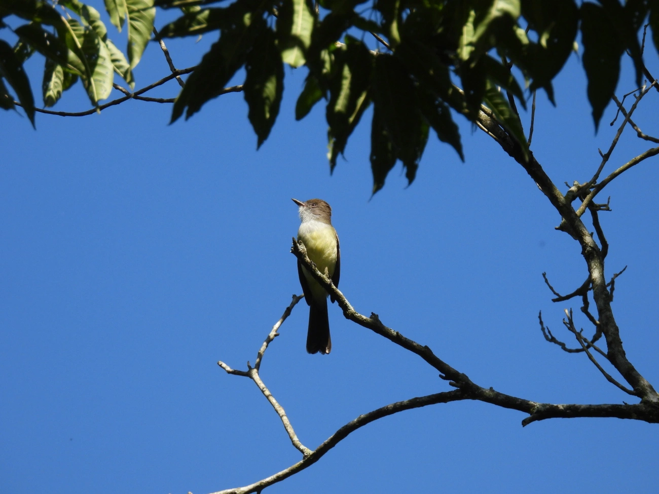 Marias-Cavaleiras e Afins (Myiarchus), aves, fotografado em Resende