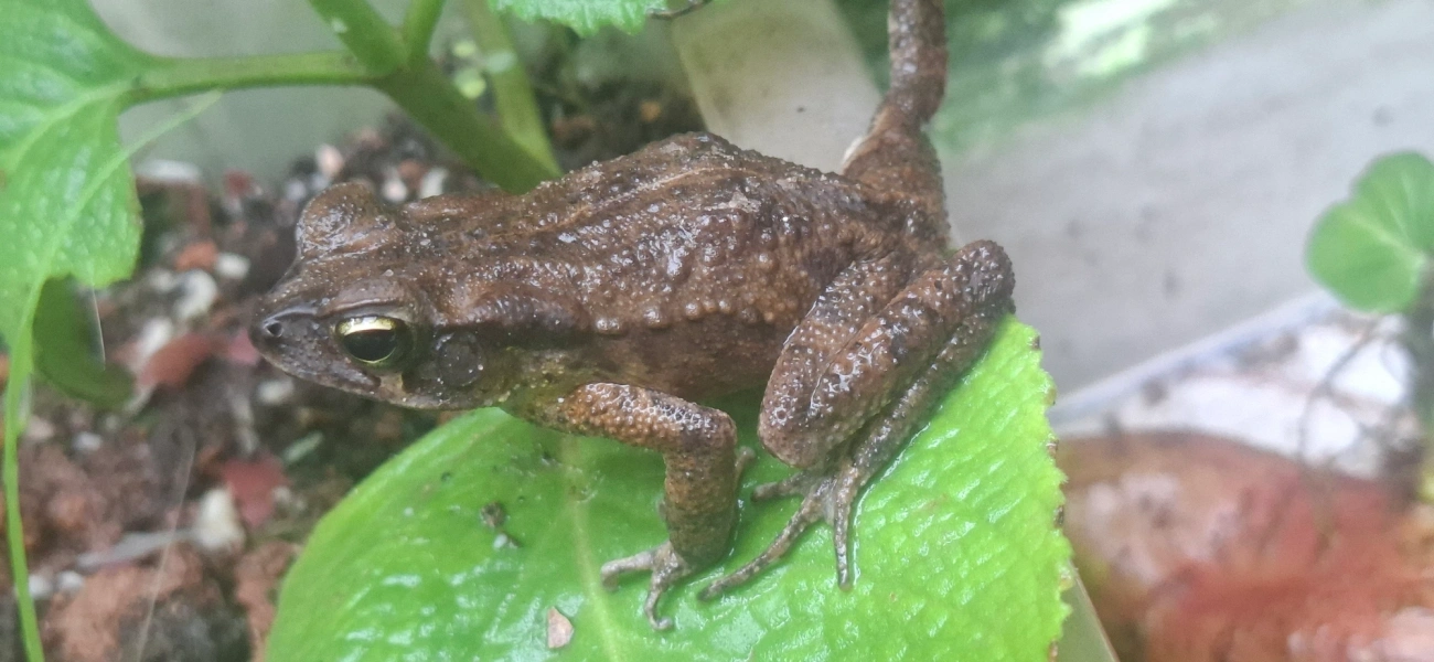 Rhinella, anfíbios, fotografado em Maresias, São Sebastião