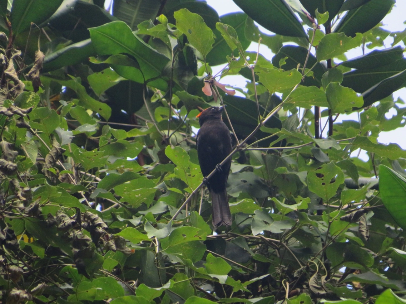 Tiê-galo (Loriotus cristatus), aves, fotografado em Maresias, São Sebastião