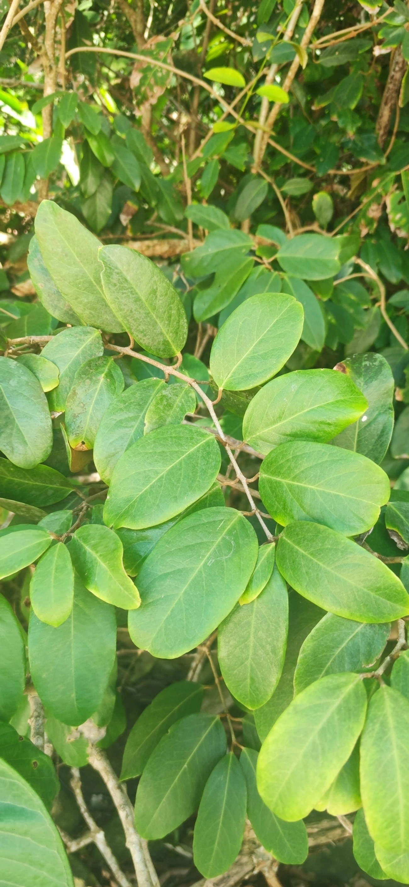 Pitangas (Eugenia), plantas, fotografado em Maresias, São Sebastião