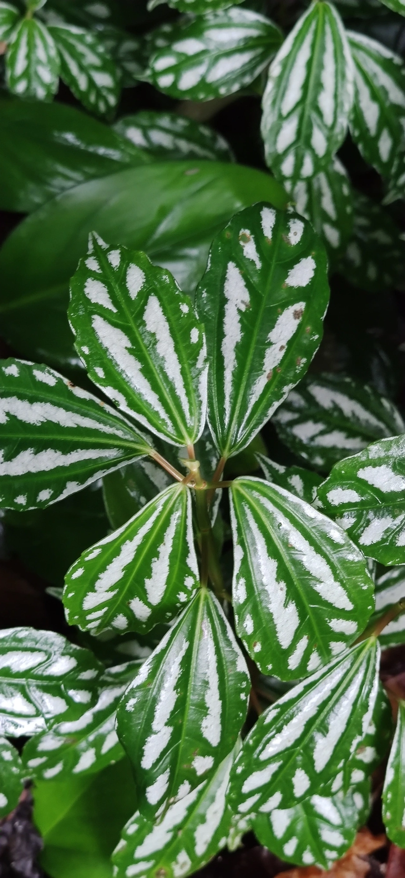 Planta-alumínio (Pilea cadierei), plantas, fotografado em Maresias, São Sebastião