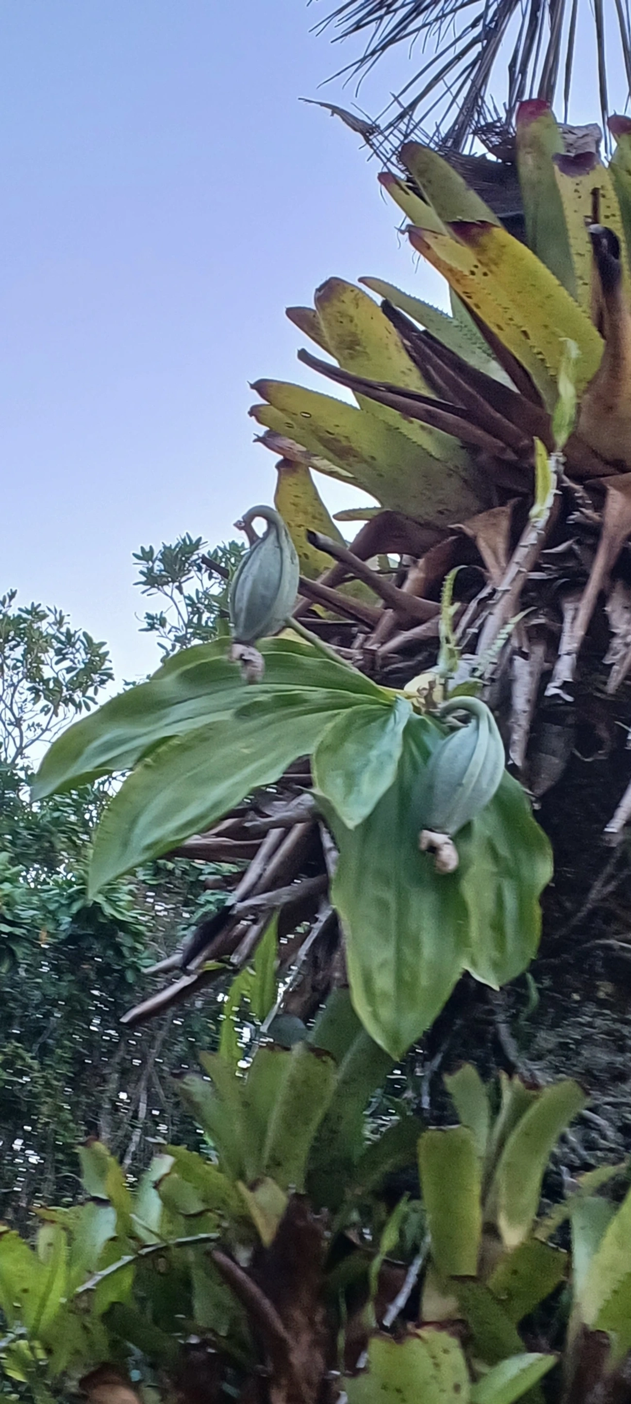 Cataseto-pintado (Catasetum maculatum), plantas, fotografado em Maresias, São Sebastião