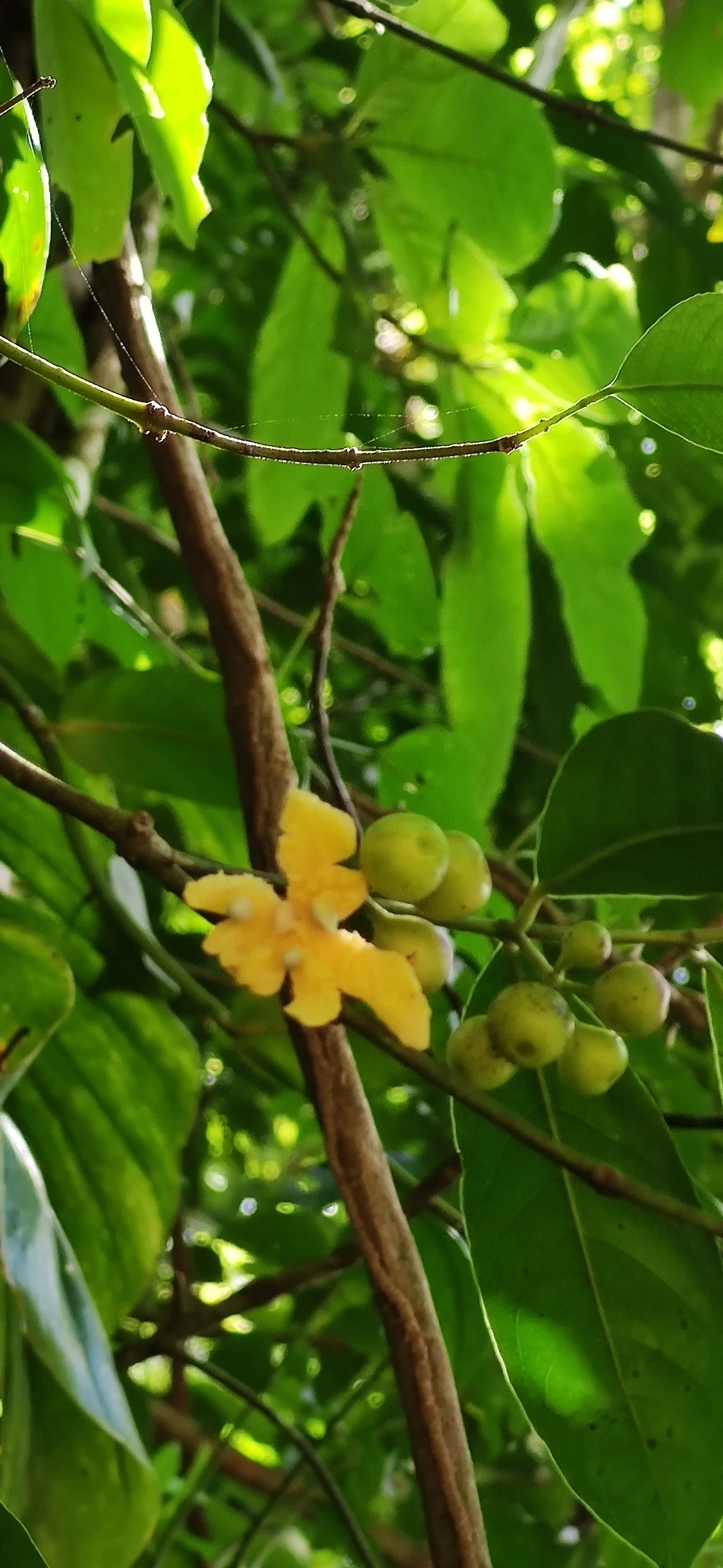 Angiospermas (Angiospermae), plantas, fotografado em Maresias, São Sebastião
