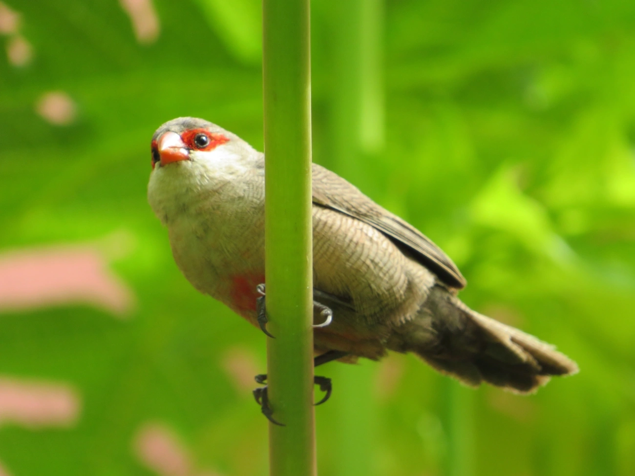 Bico-de-lacre (Estrilda astrild), aves, fotografado em Indaiá, Caraguatatuba