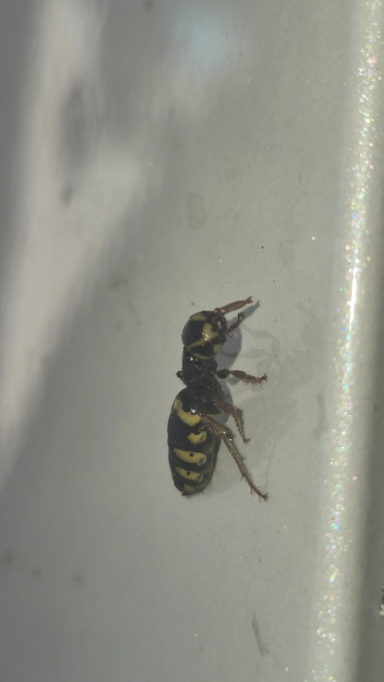 Thynnidae, insetos, fotografado em Maresias, São Sebastião