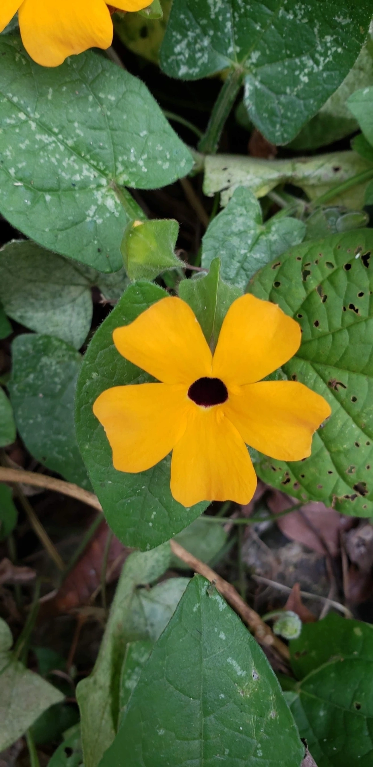 Suzana-de-olhos-negros (Thunbergia alata), plantas, fotografado em Maresias, São Sebastião