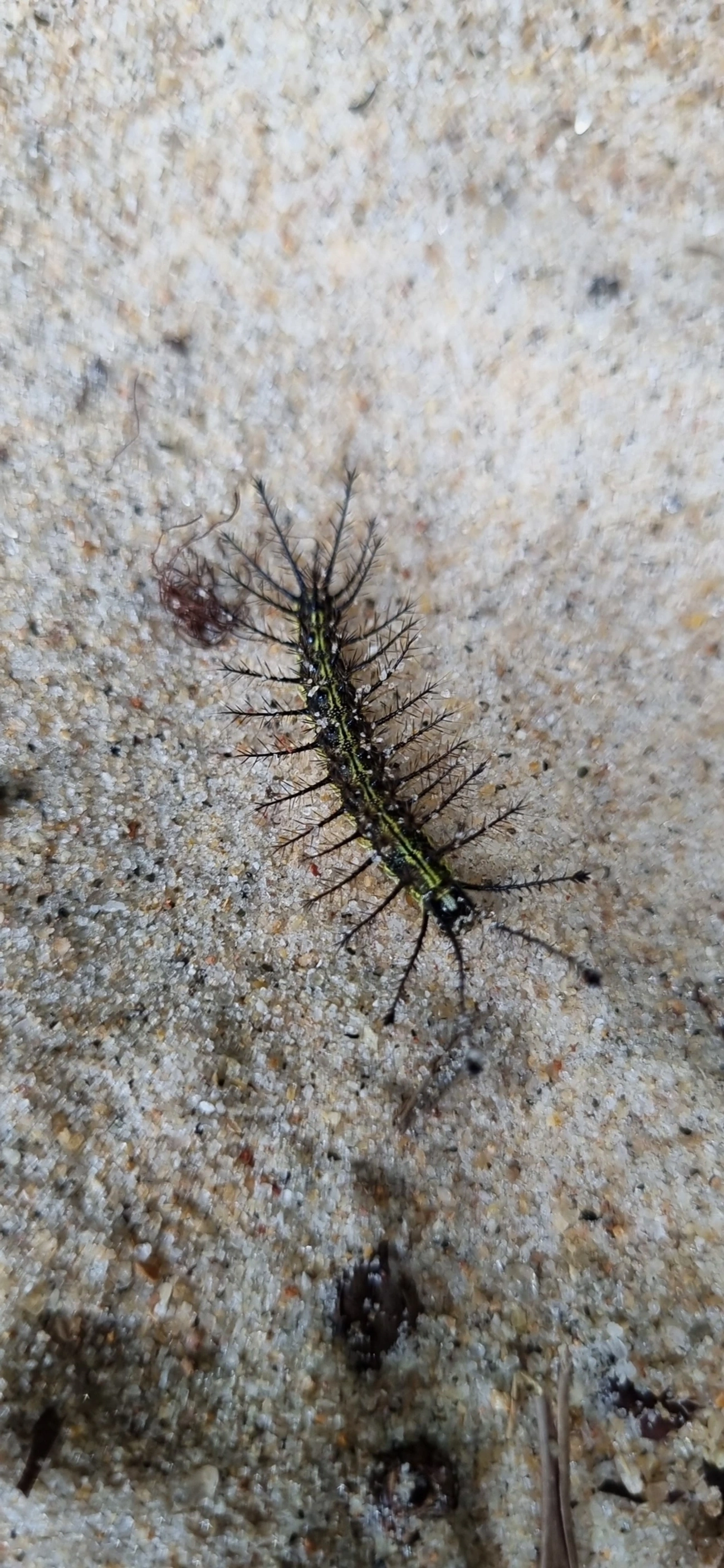 Hylesia, insetos, fotografado em Maresias, São Sebastião